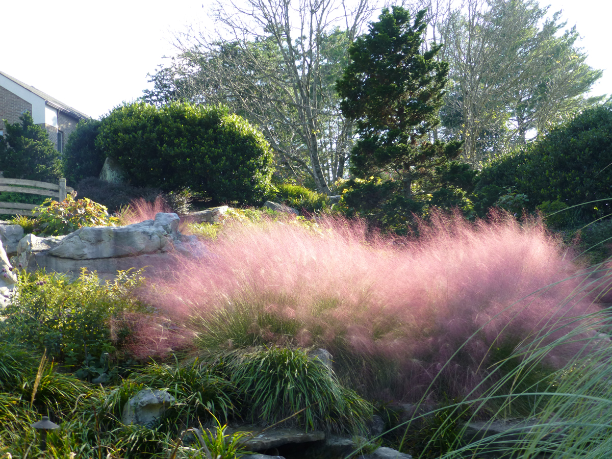 Мюленбергия Muhlenbergia capillaris Ruby