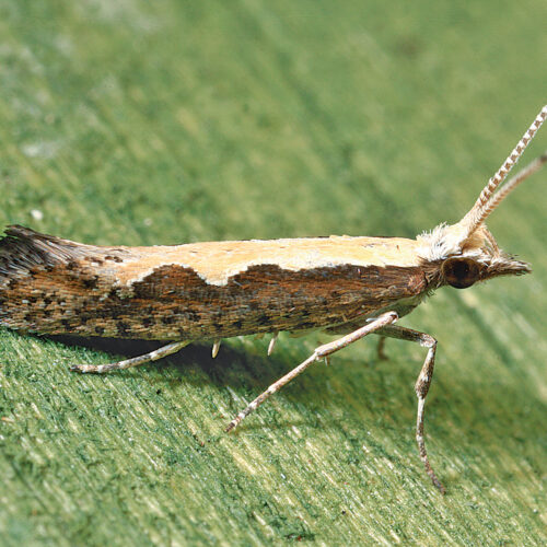 Plutella xylostella - Diamondback Moth - 070861