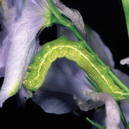 Trichoplusia ni - Cabbage Looper caterpillars- 1115-18