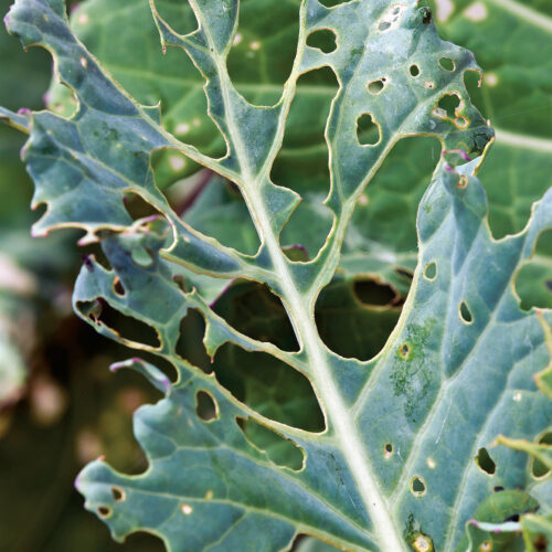 Caterpillar damaged broccoli