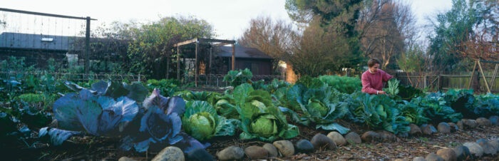 grow various cabbage types in a garden