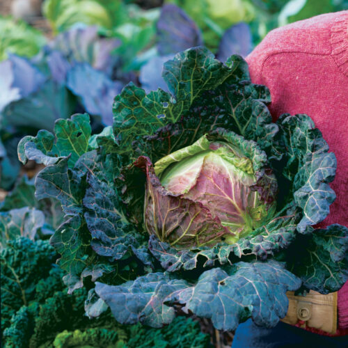 red verone savoy cabbage