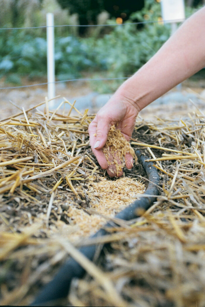 laying rice hull