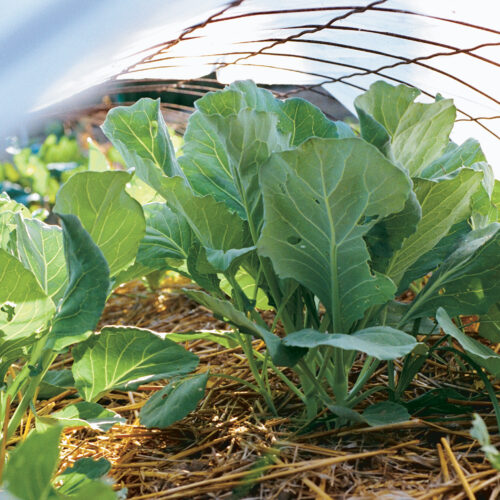 cabbage protected under row covers