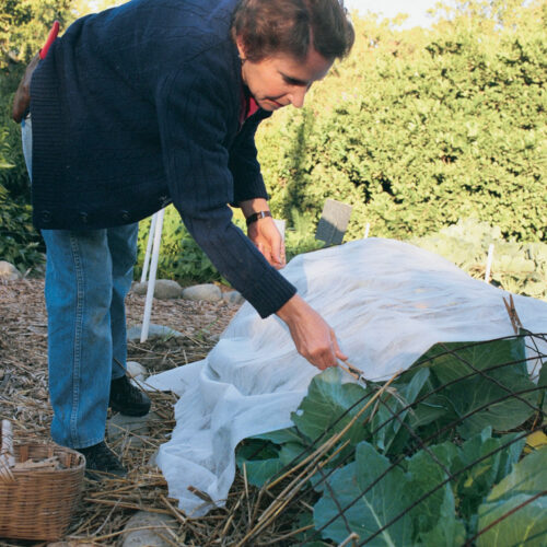 grow cabbages under row covers