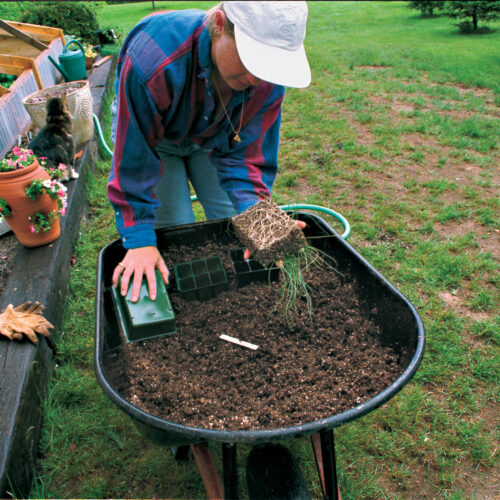 When onion greens are 5 to 6 inches tall, it's time to transplant them into individual cells. Begin by carefully overturning the seedlings onto your hand.