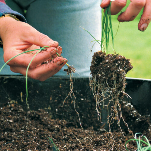 Gently separate the roots of the seedlings from each other, holding each seedling by the green tops.