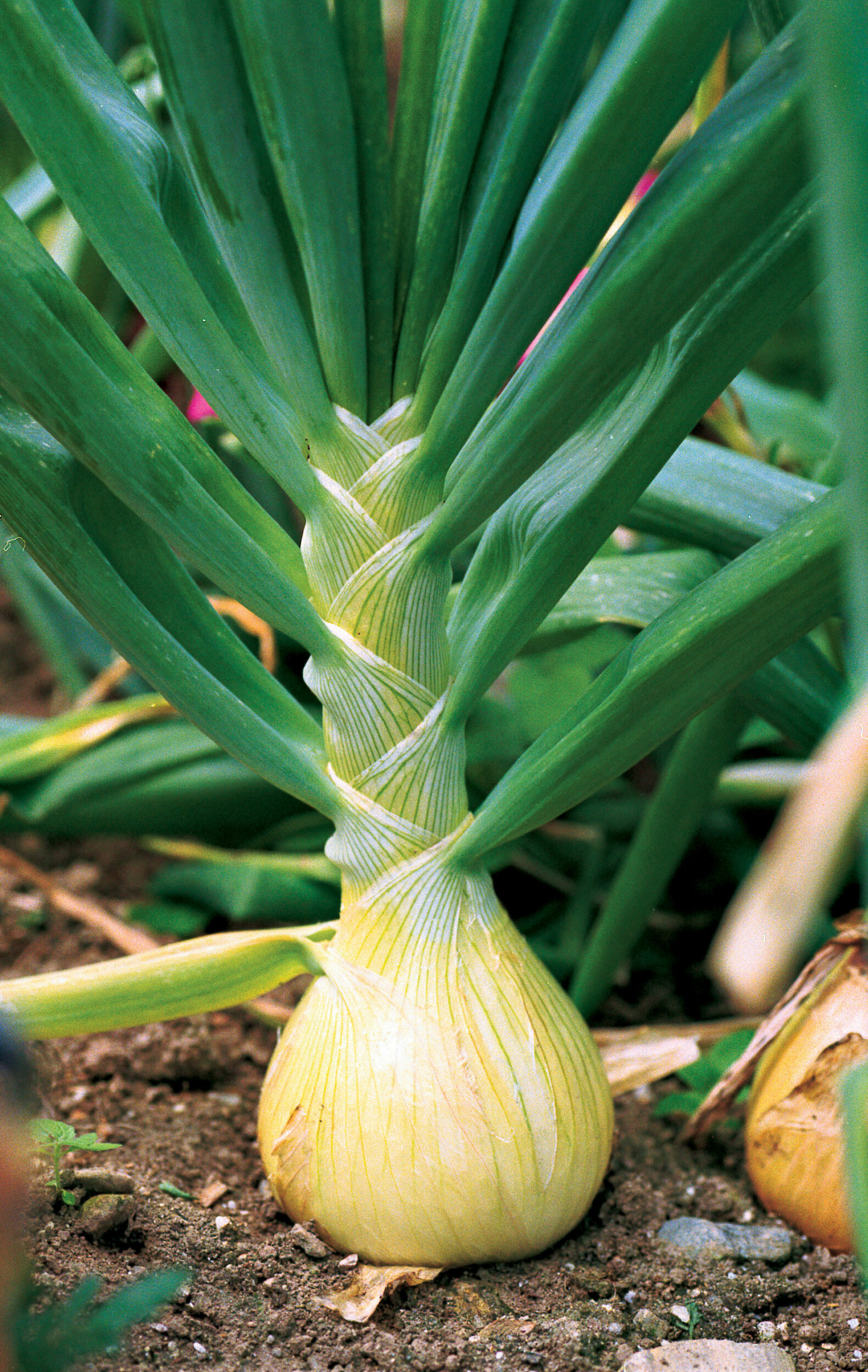 As the onion matures, brush soil away from its base so it perches on top of the ground. Here, the roots of 'Ailsa Craig Exhibition' firmly anchor it to the soil.