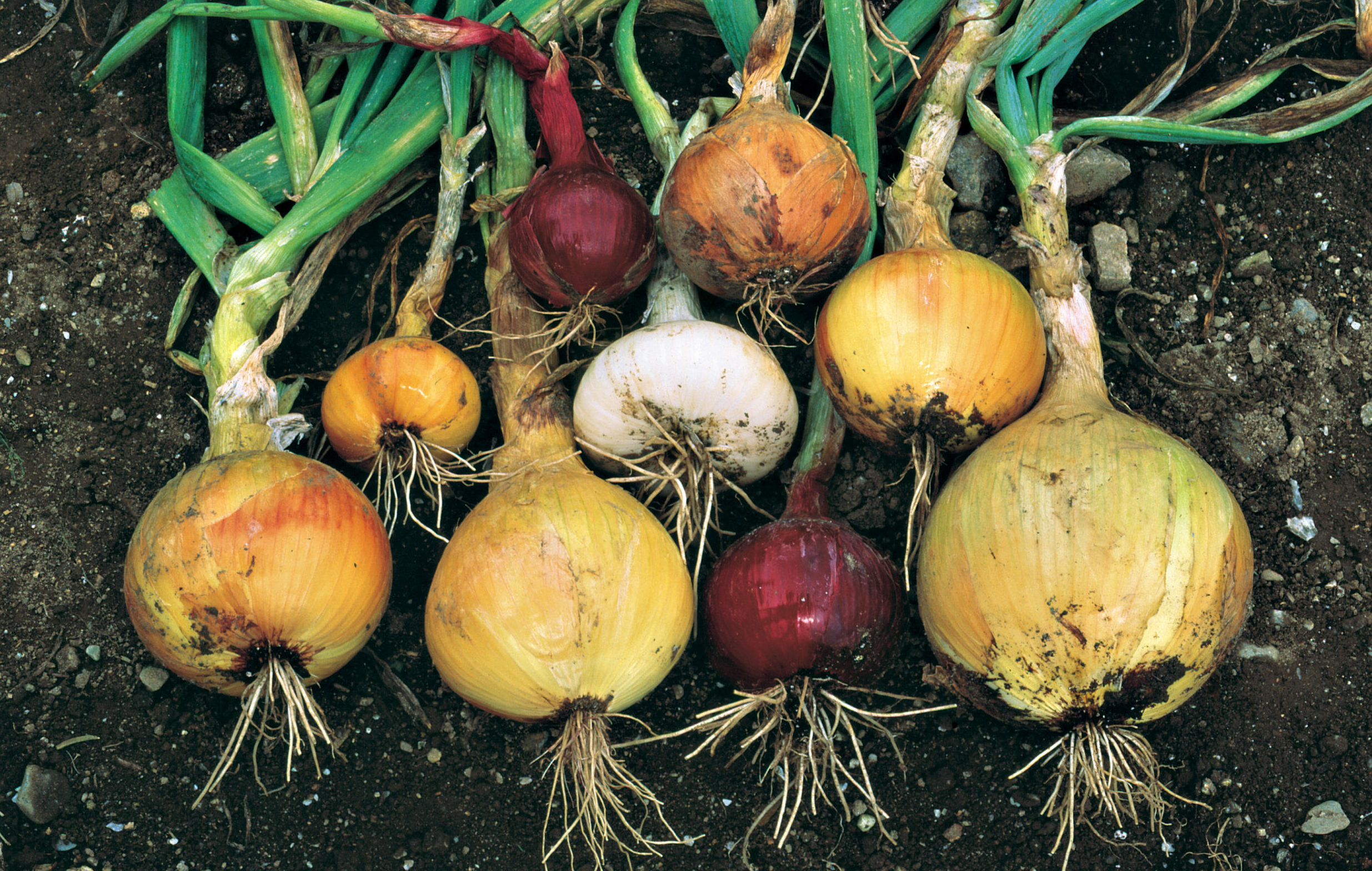 Top row, from left: 'Red Baron', 'Copra'. Middle row: 'Sentinel', 'Evenezer', 'Sweet Sandwich'. Bottom row: 'Sweet Sandwich', 'Ailsa Craig Exhibition', 'Red Baron', 'Kelsae Sweet Giant'.