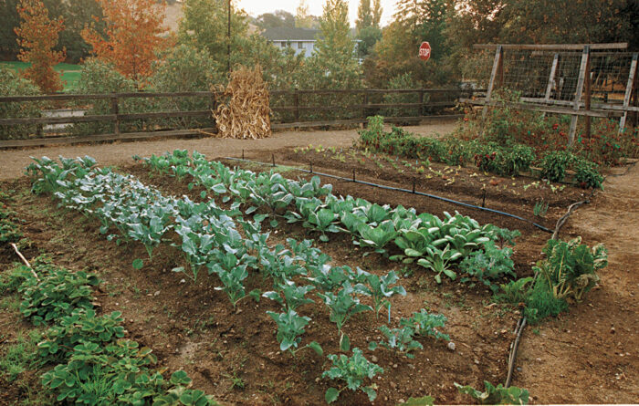 In mid-fall, the garden shows promise for winter broccoli, cabbage, and lettuce