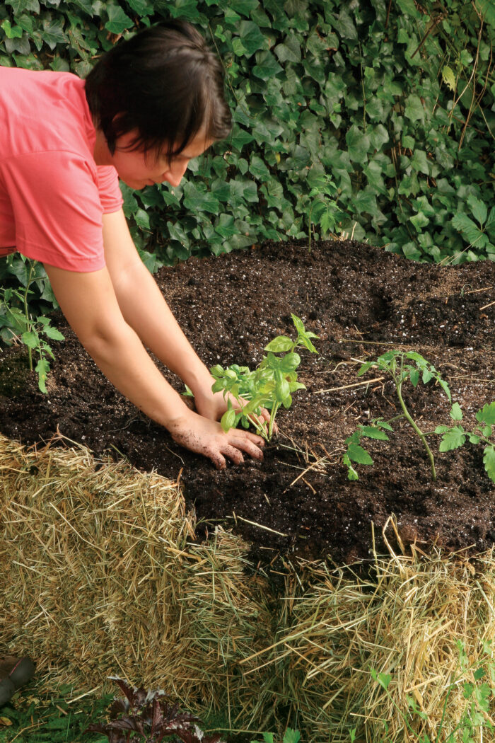 planting directly into the straw bales