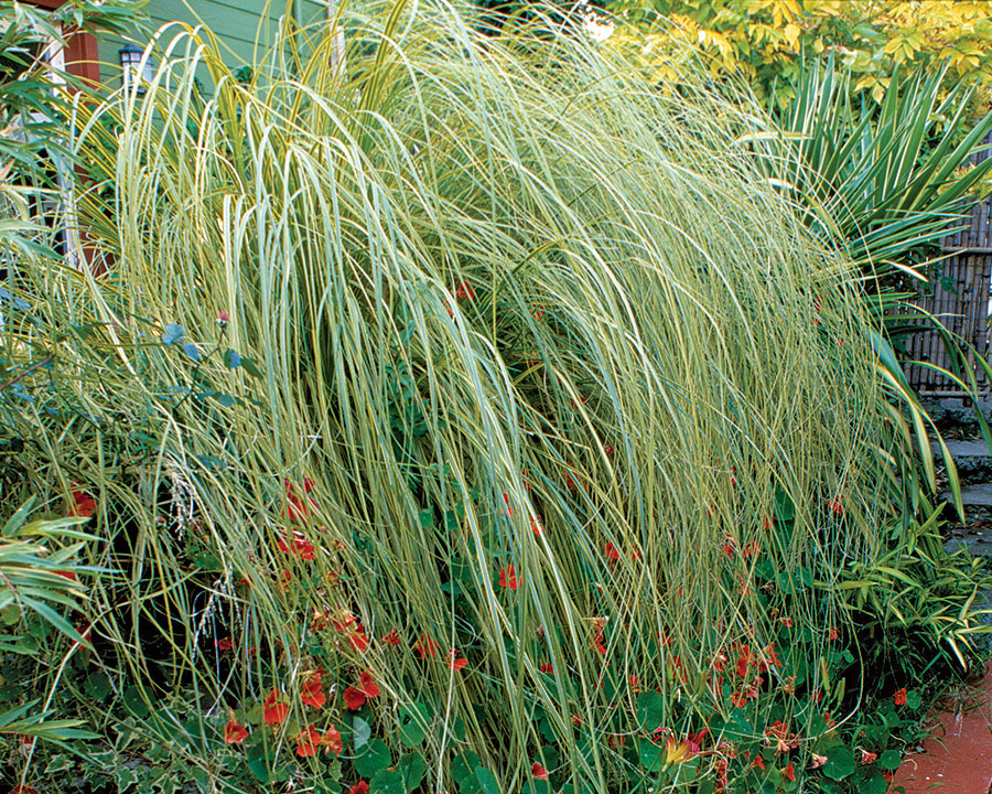 ‘Gold Band’ pampas grass