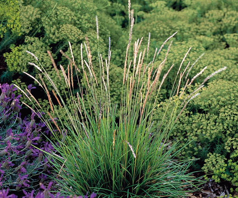 Autumn moor grass