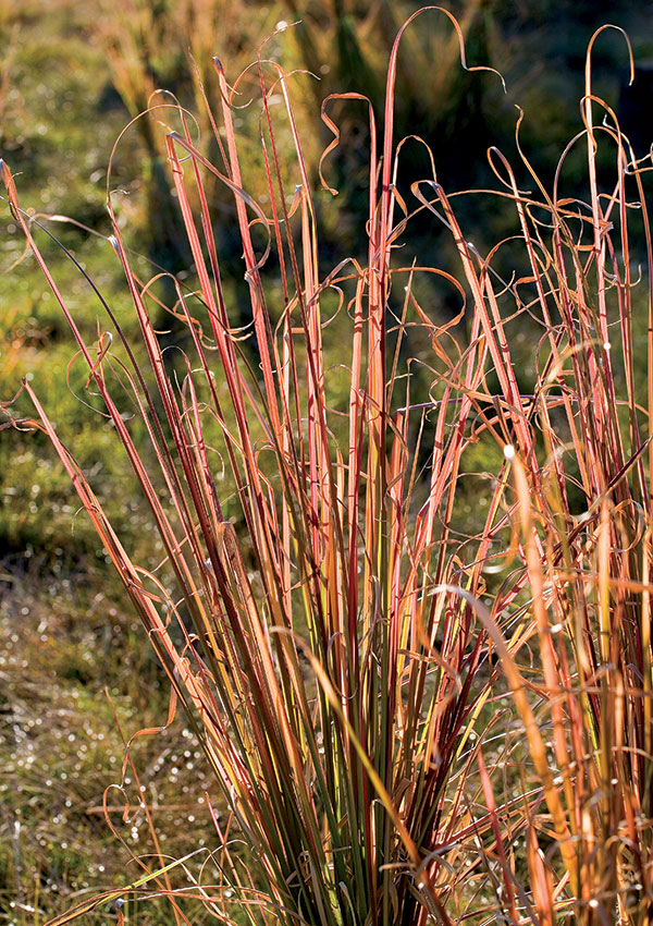 Vetiver