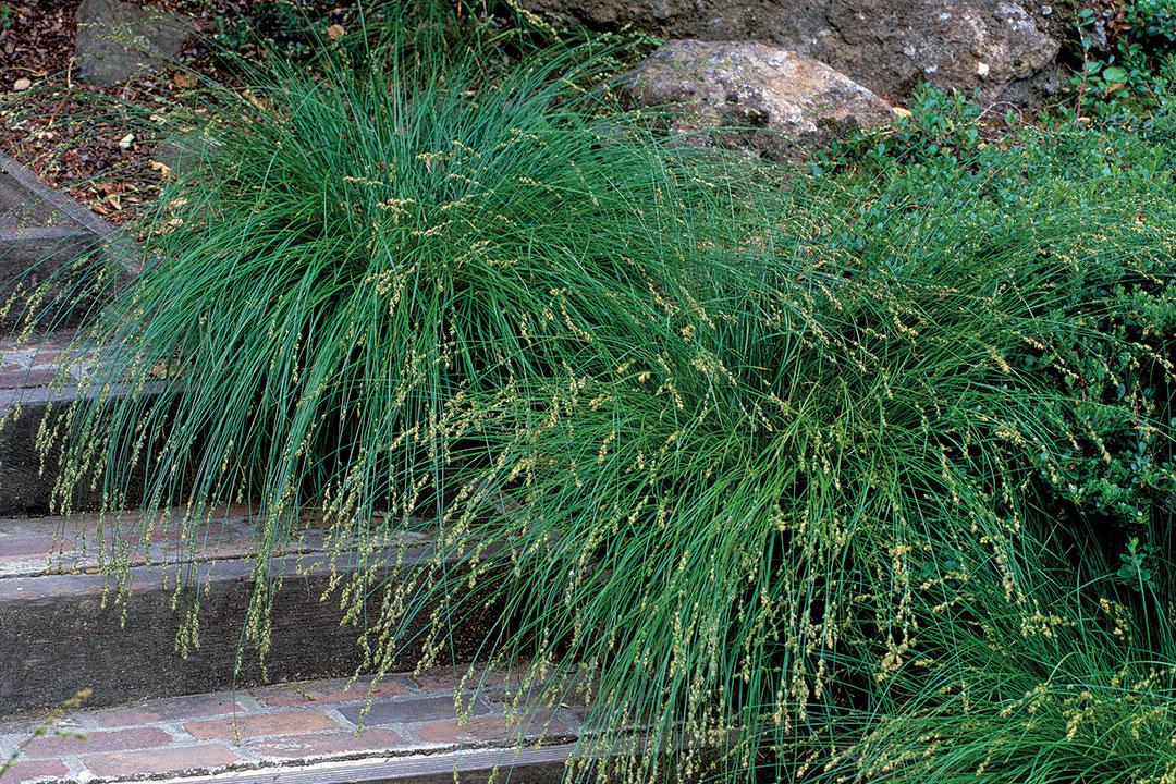 Berkeley sedge