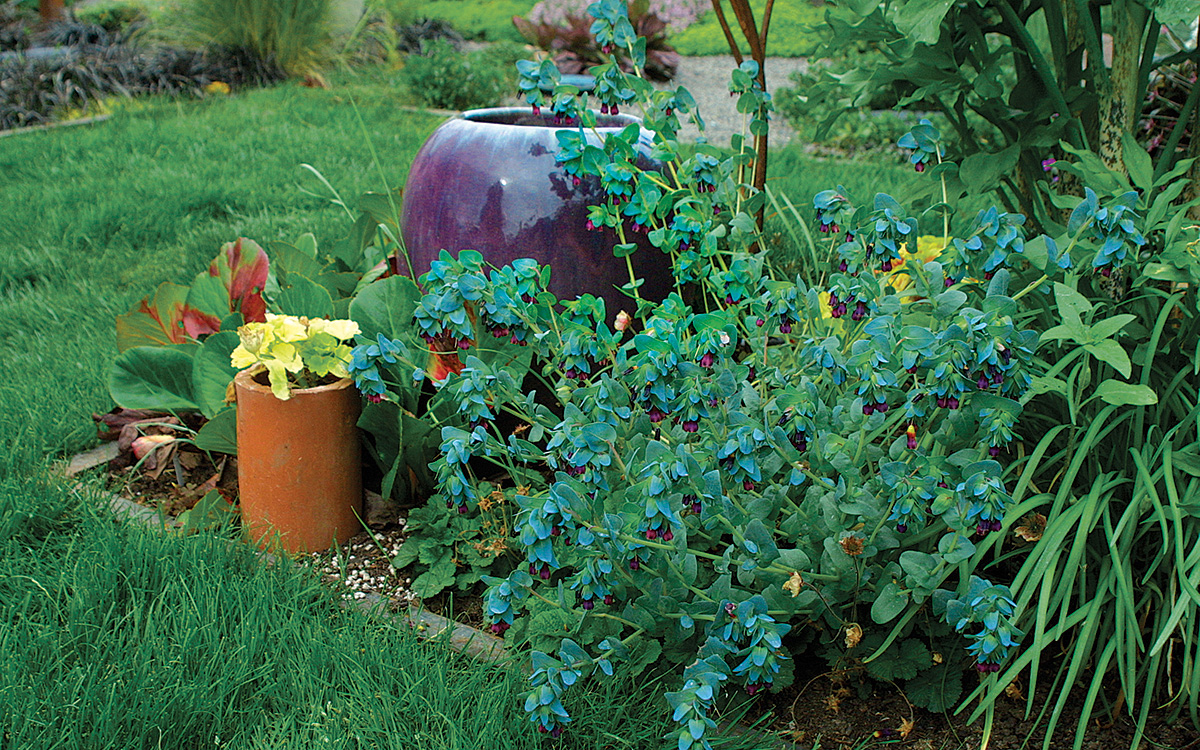 purple pottery becomes a foil that sets off the foliage and flowers of nearby plants