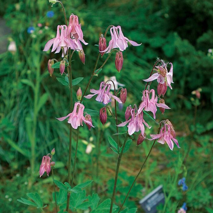 columbine