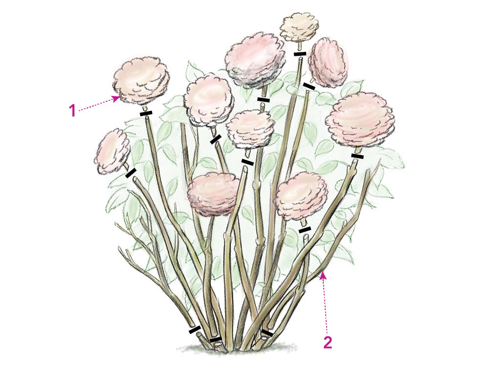 blooming hydrangeas illustration 