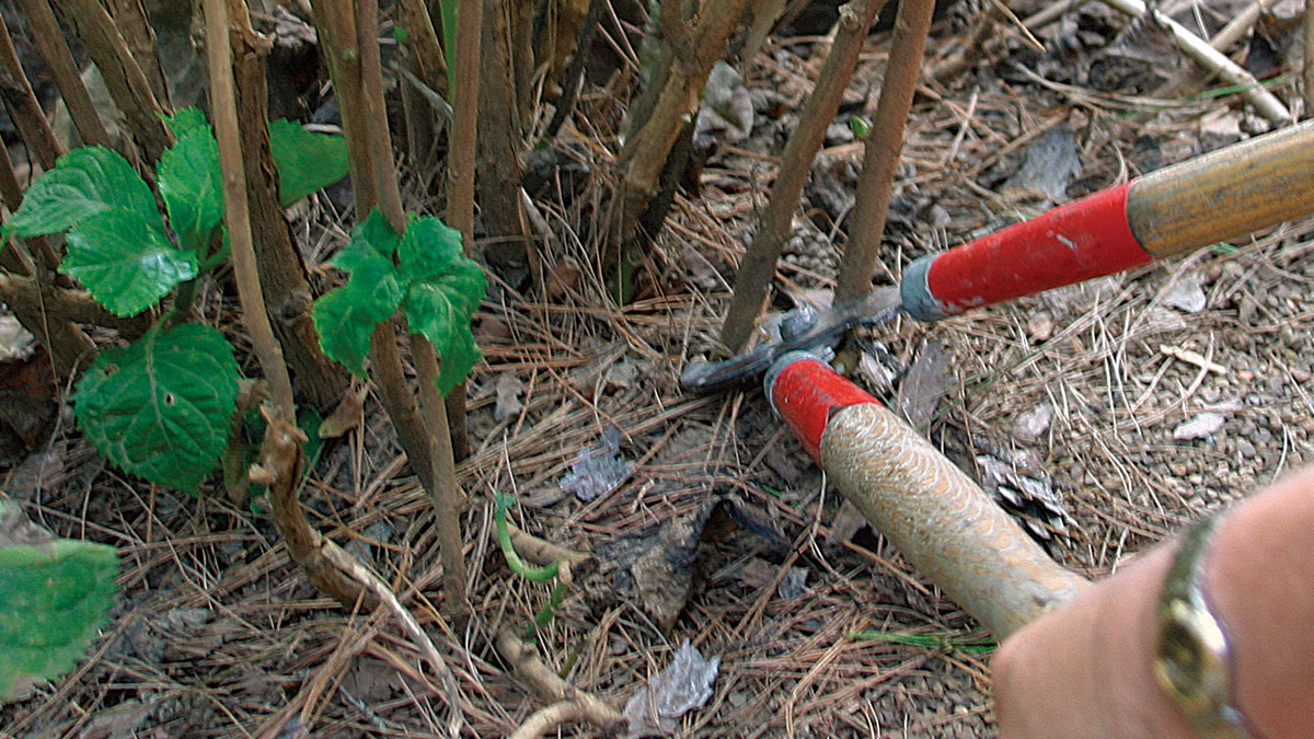 cutting shrubs all the way back