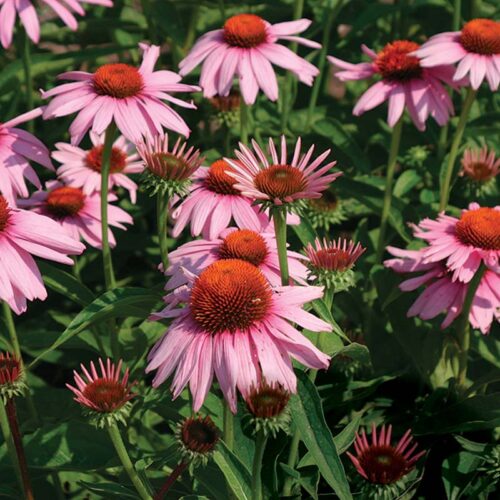  Purple coneflower