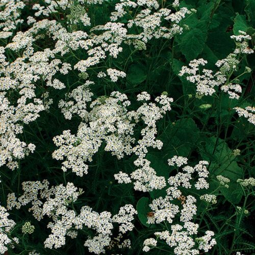 Yarrow