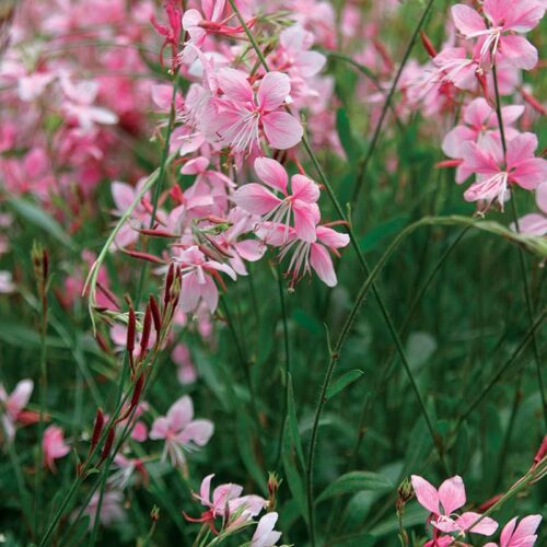 Gaura