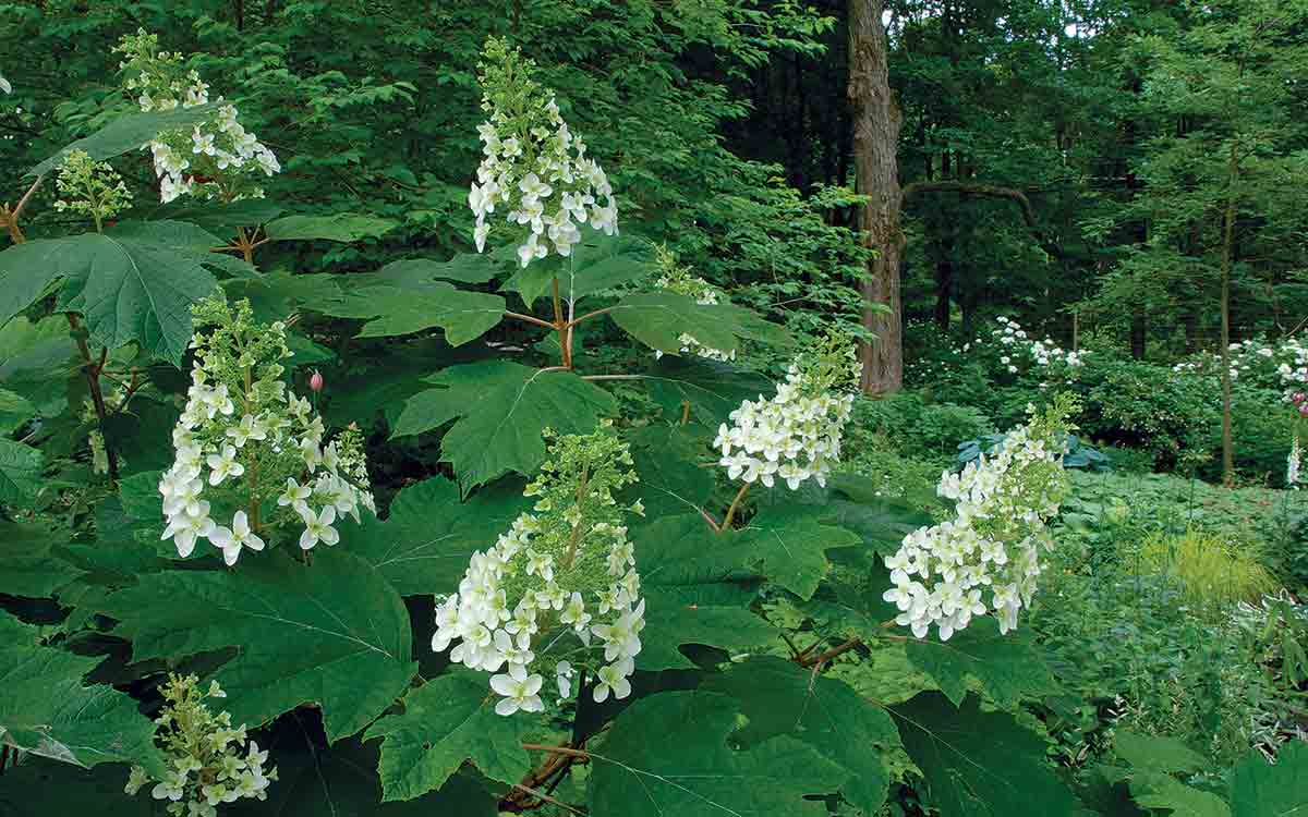 ‘Snowflake’ oakleaf hydrangea