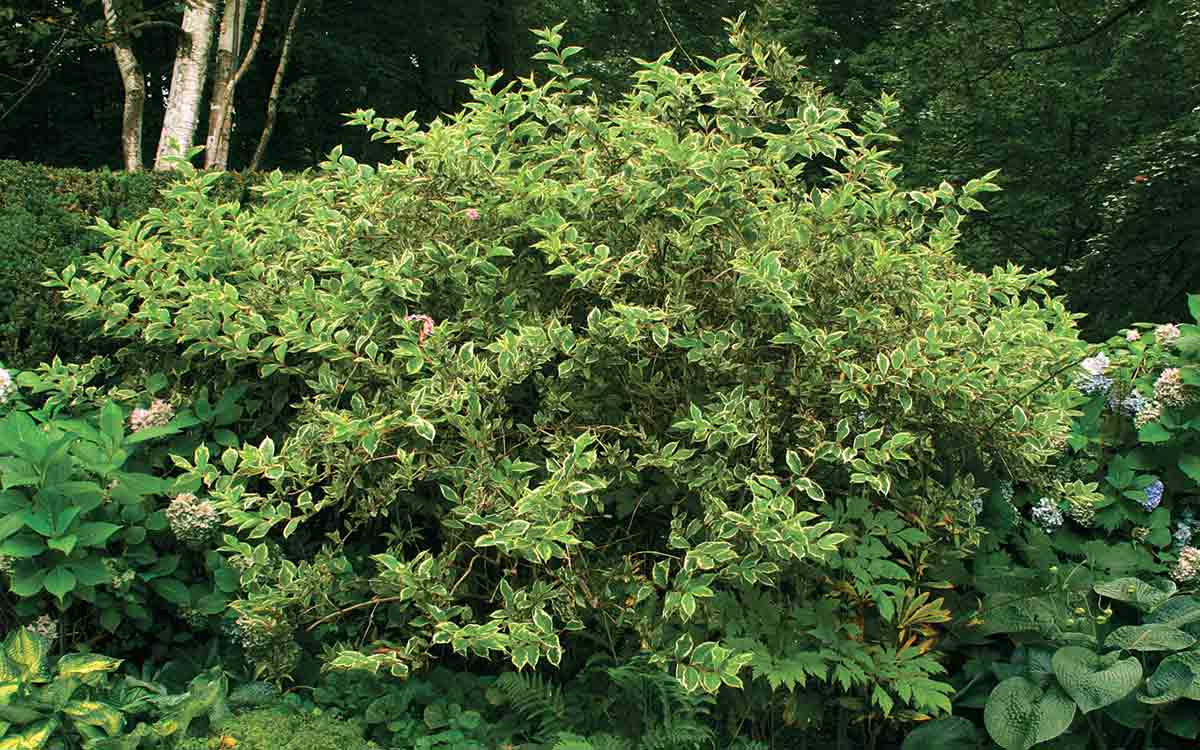 Cornus alba ‘Elegantissima’