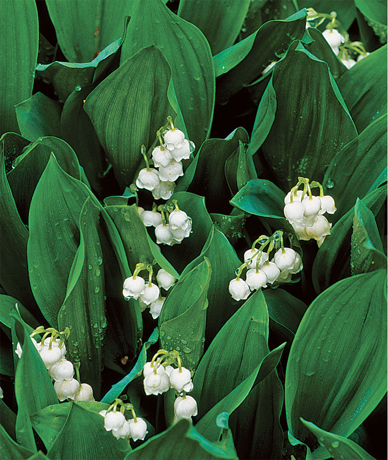 Convallaria majalis