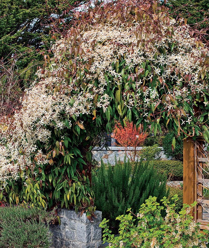 Clematis armandii