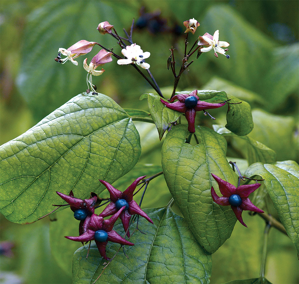 Clerodendrum trichotomum