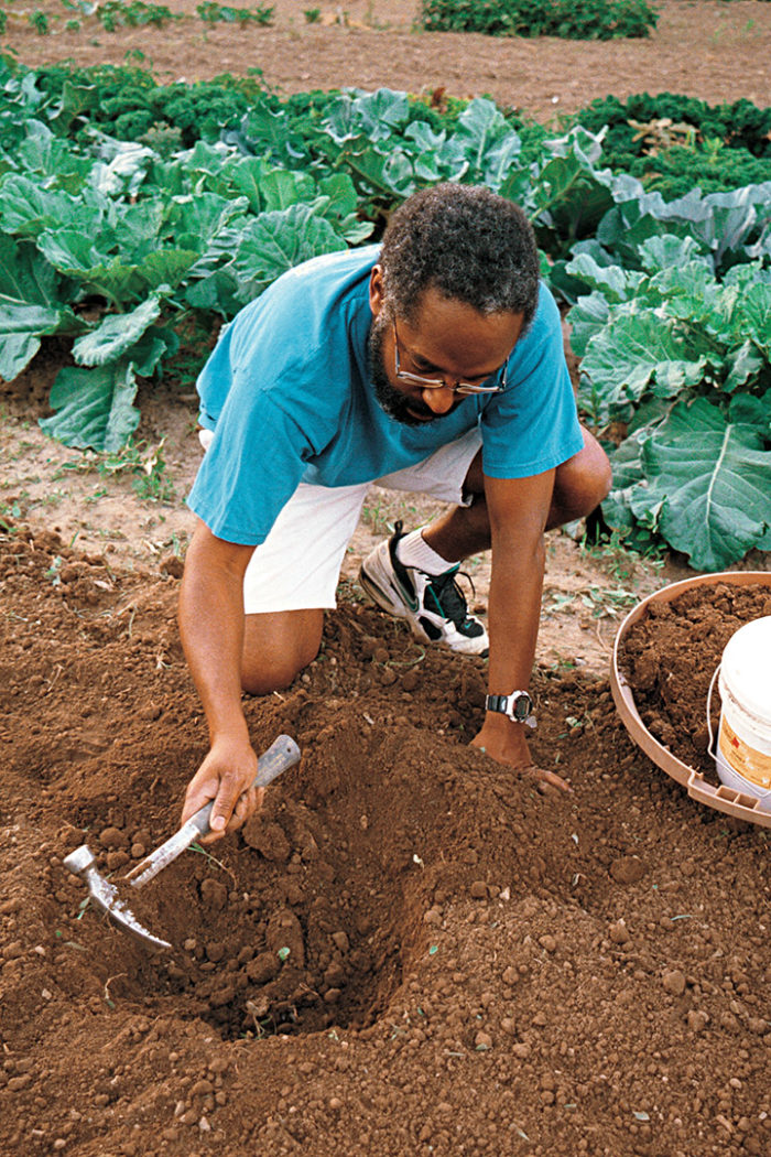 Dig out a hole considerably bigger than the pumpkin seedling. Photo: Mark Vassalo