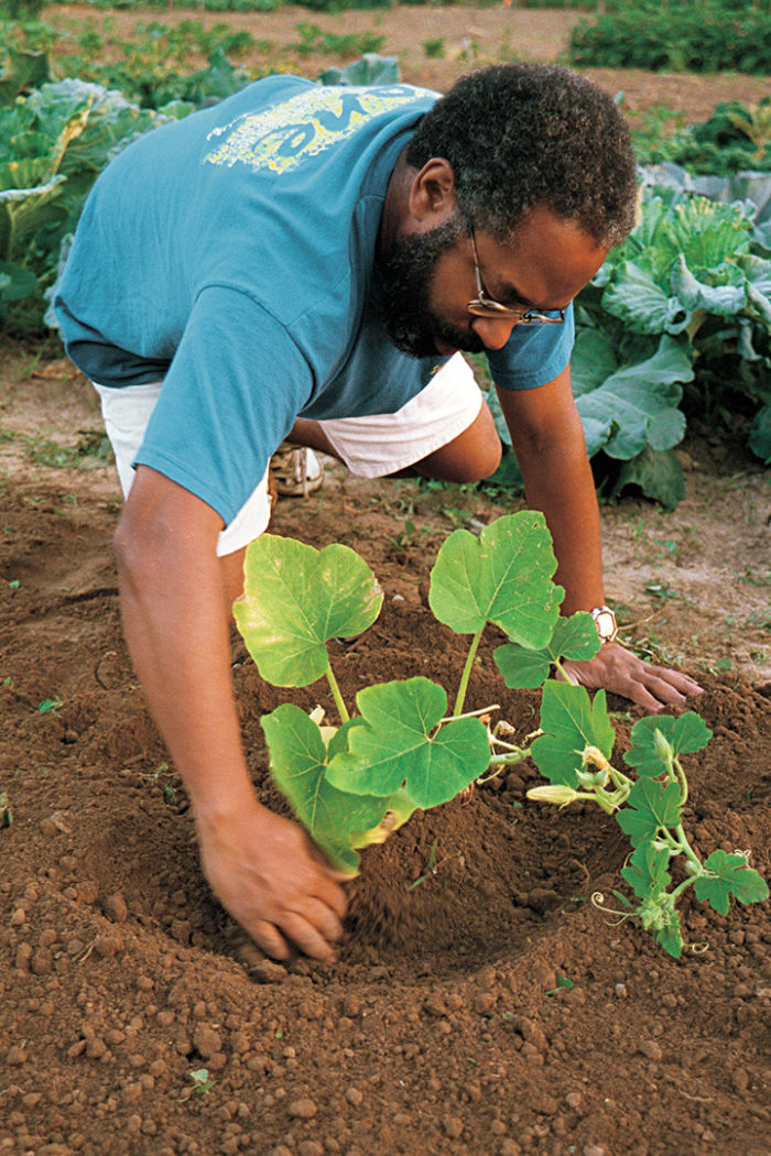 After planting the block, make a moat around the transplant so the water stays near the plant. Photo: Mark Vassalo