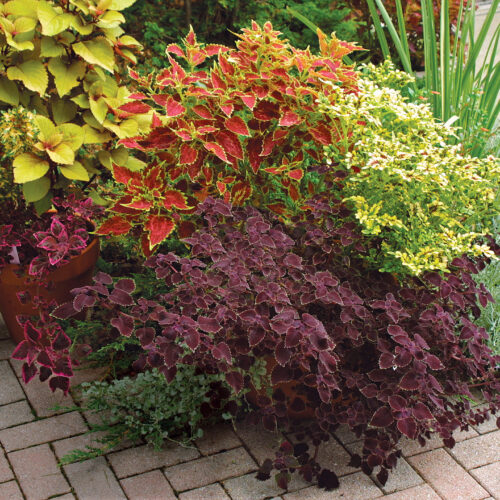 vulcan, swallowtail, and red trailing queen coleus