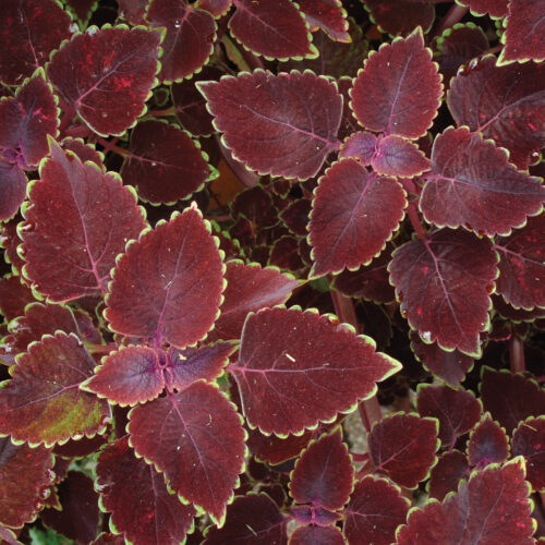 ‘Red Trailing Queen’ coleus