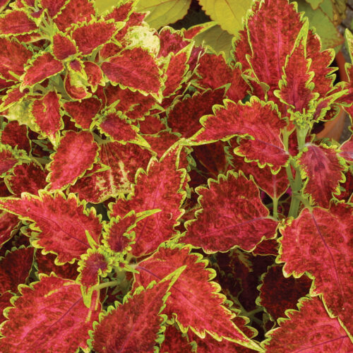 'Vulcan' coleus