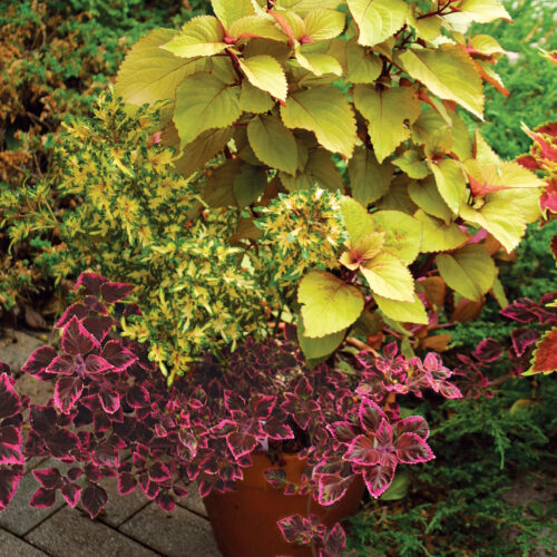 ‘Orange King’, ‘Little Twister’, and ‘Meandering Linda’ coleus