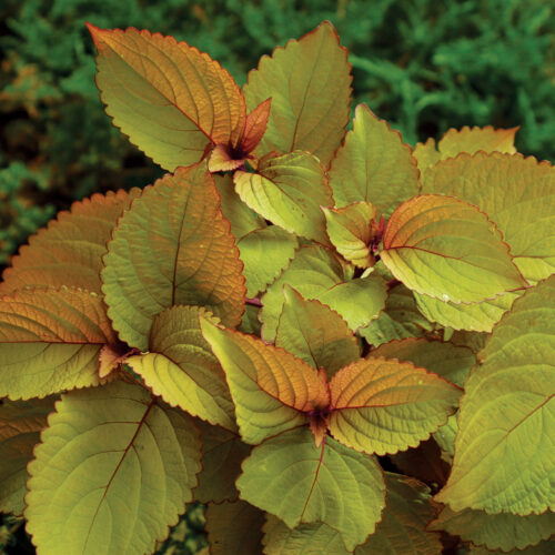 'Orange King' coleus