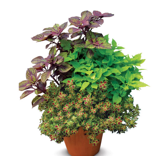 ‘Fishnet Stockings’, ‘Amazon’, and ‘Ruby Ruffles’ coleus