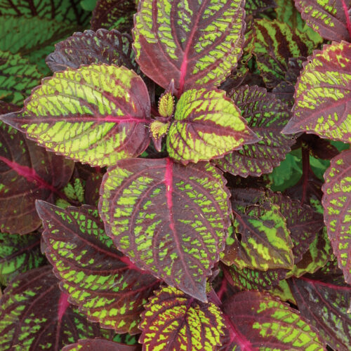 'Fishnet Stockings' coleus