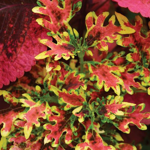 ‘Ruby Ruffles’ coleus