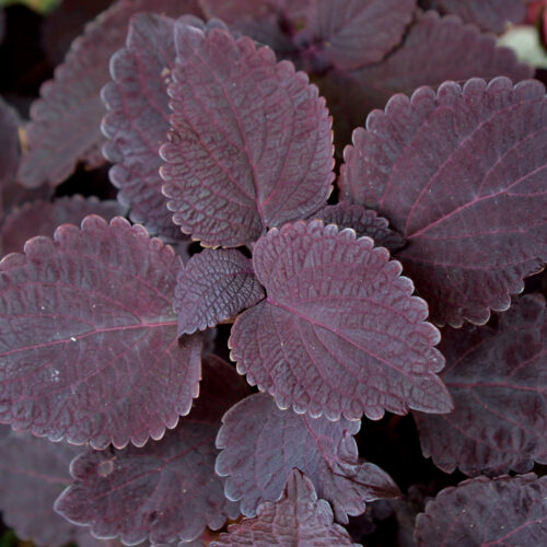 'Dark Star' coleus