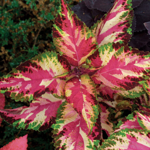 'Candy Store' coleus