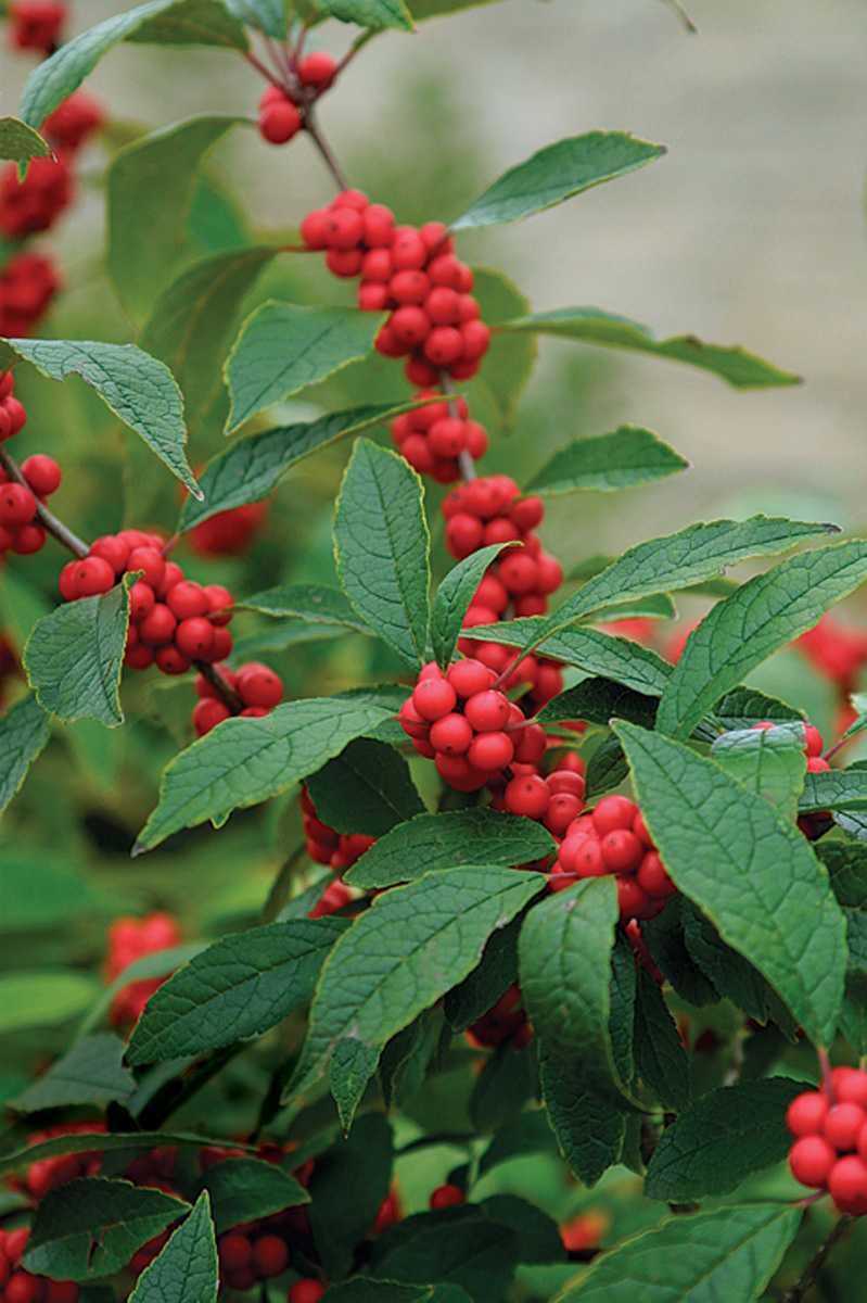 Winterberry