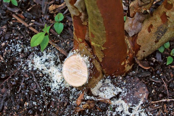 cutting of the Crape Myrtle 