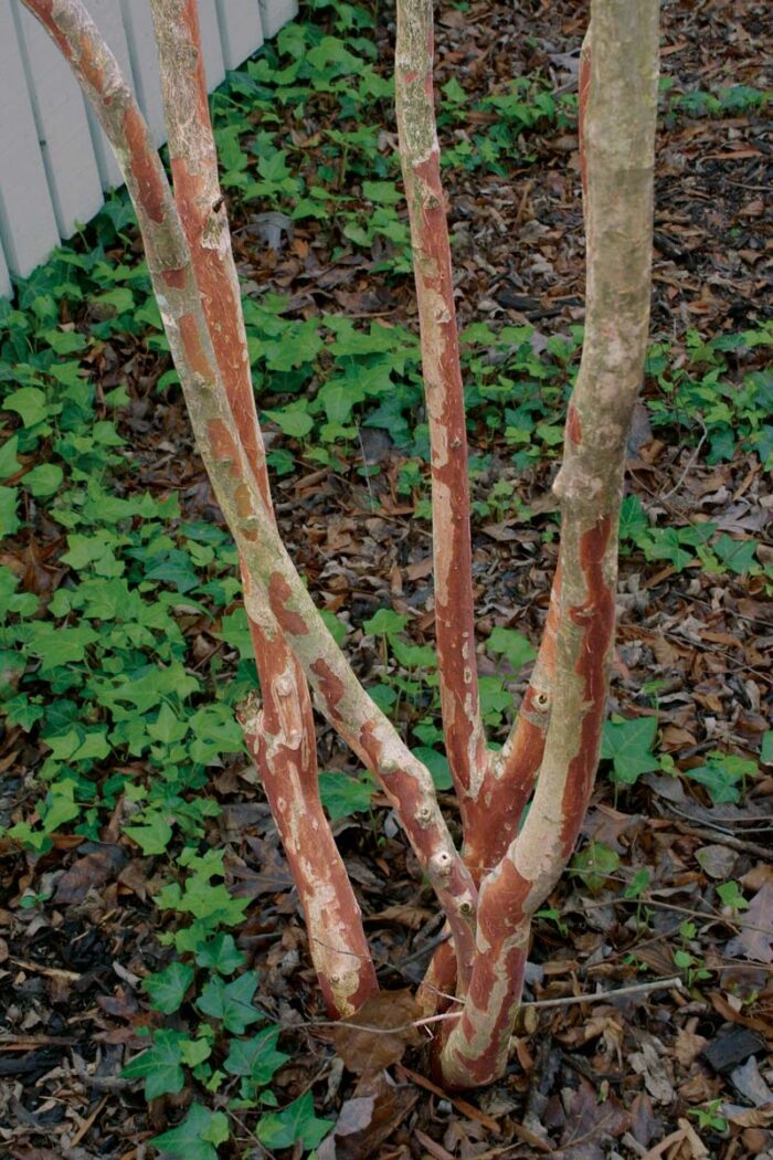 Crape Myrtle 