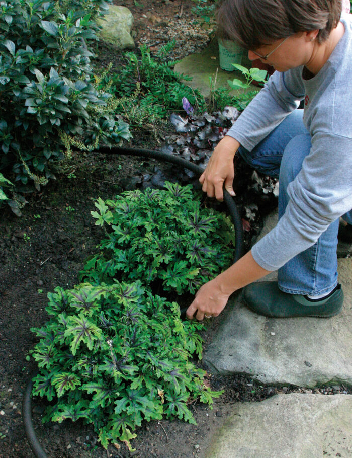 drip irrigation or soaker hoses water perennials