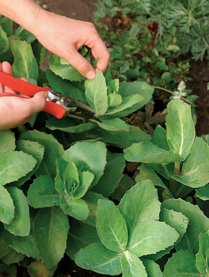 pruning helps avoid staking plants