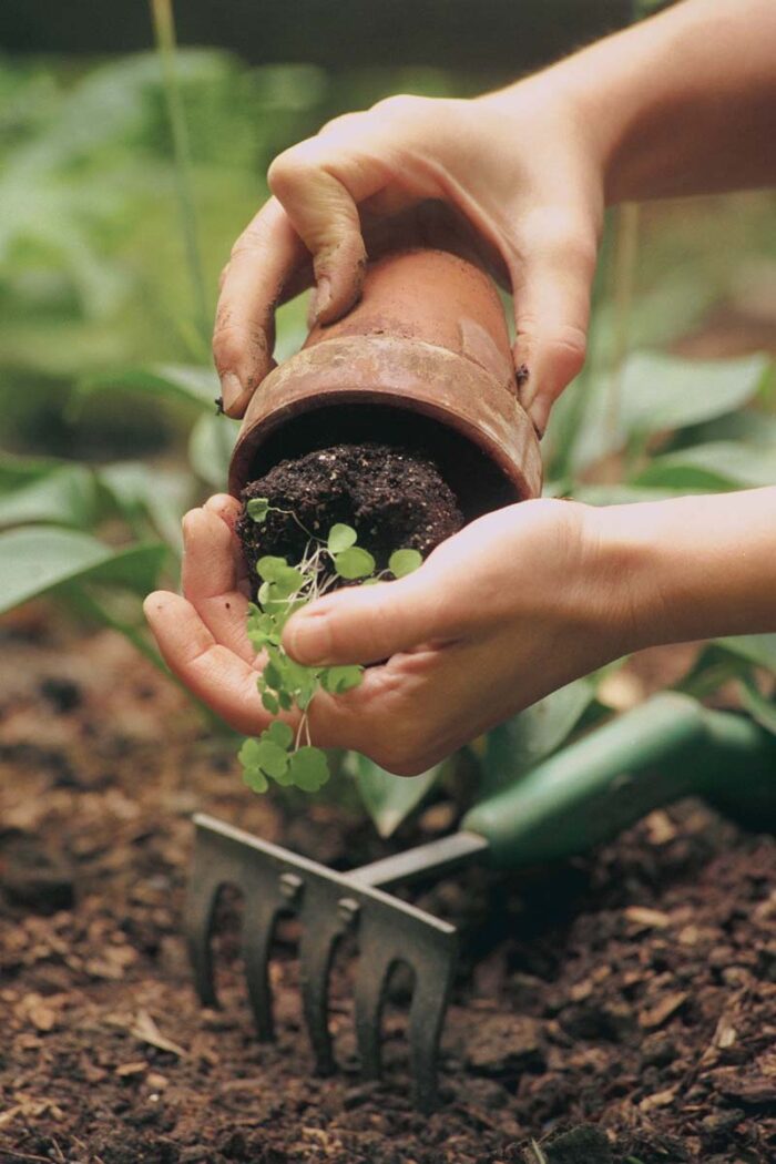 Gently remove seedlings from their pots to avoid disturbing the root system.