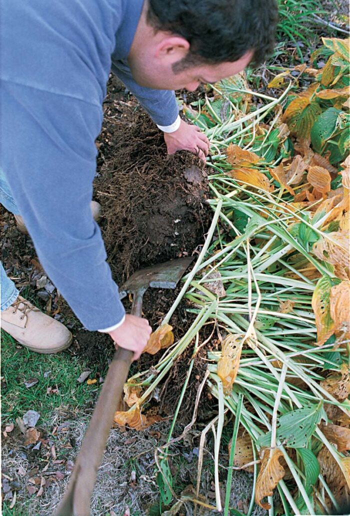 Slice fibrous, clumping root balls like those of hosta into viable pieces with a spade.